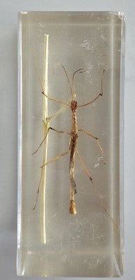 Real Insect Specamen in Clear Acrylic Resin Block Education Aid 4.5x11cm Square