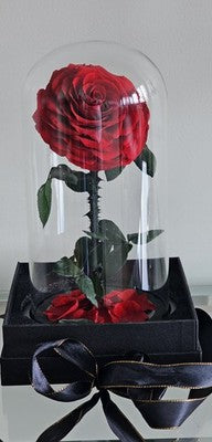 Ever Roses Preserved Real Natural Red Rose in Glass Dome Beauty and the Beast St