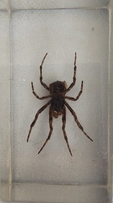 Real Manchurian Scorpion Specimen in Clear Acrylic Resin Block Education Aid 4x7